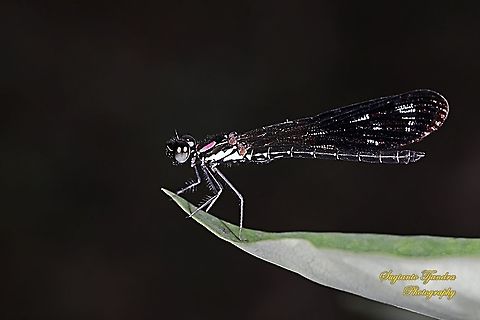 Jewel damselfly/Rhinocypha fenestrata, family Chlorocyphidae - male  Fall,Geotagged,Indonesia,Rhinocypha Fenestrata,Rhinocypha fenestrata