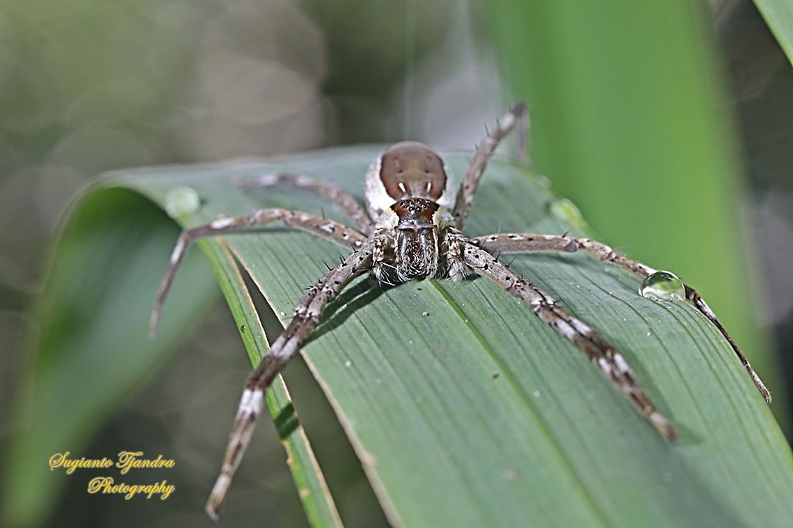 Nursery web spiders, Pisauridae Sp.  Fall,Fishing spider,Geotagged,Indonesia,Nilus albocinctus
