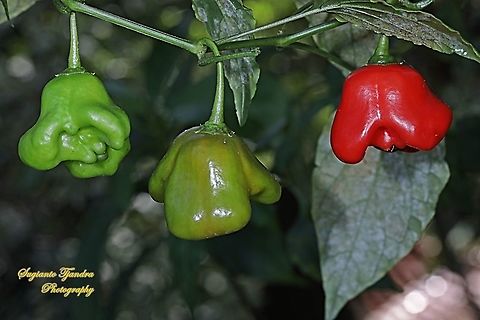 Bishop's crown/Christmas bell pepper, Capsicum baccatum var. pendulum  Capsicum baccatum,Fall,Geotagged,Indonesia