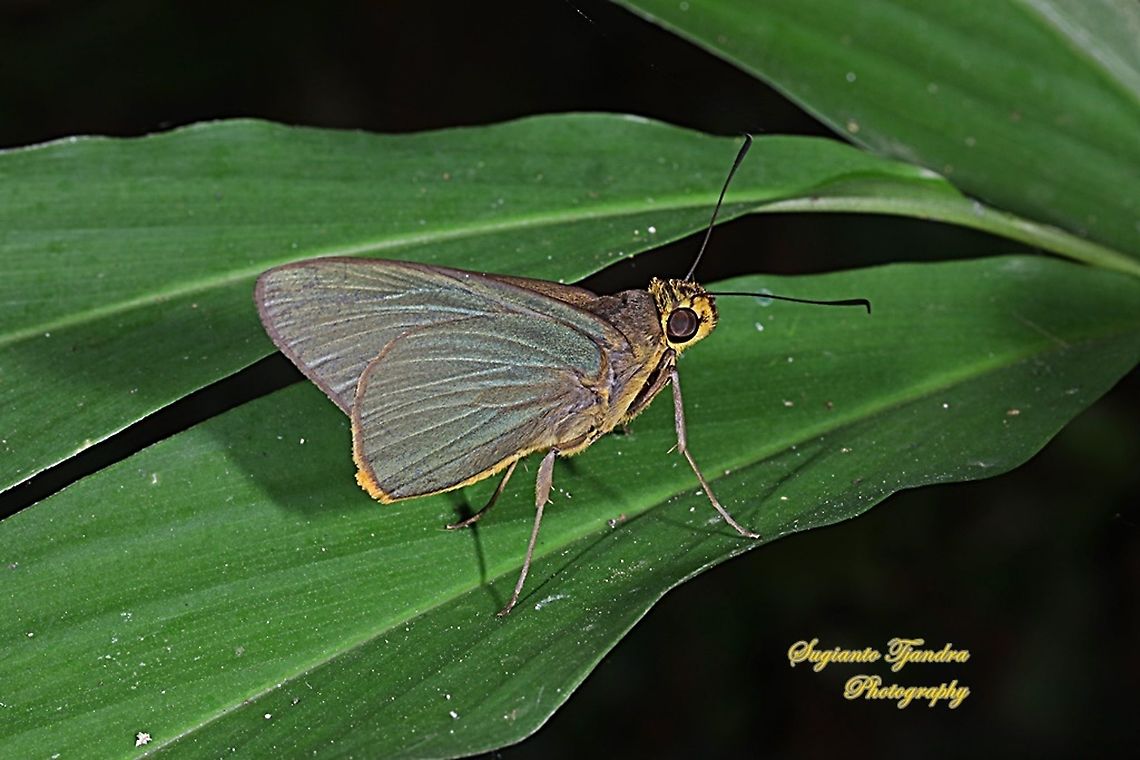 SKIPPER BUTTERFLY, SLATE AWLET, BIBASIS MAHINTHA  Bibasis mahintha,Fall,Geotagged,Indonesia
