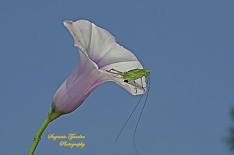 Fork-tailed Bush Katydid nymph, Tettigoniida on the Sweet potato flower, Ipomoea batatas  Fall,Geotagged,Indonesia,Ipomoea batatas,Sweet potato