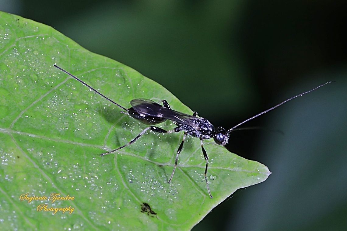 Ichneumon Wasp, Ichneumonidae  Fall,Geotagged,Indonesia