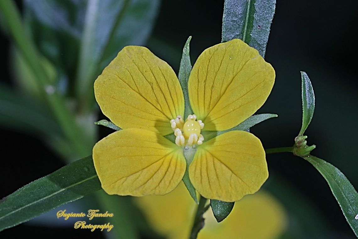Yellow wild flowers have 4 petals (Primrose willow), Ludwigia octovalvis  Geotagged,Indonesia,Ludwigia  octovalvis,Ludwigia octovalvis,Winter