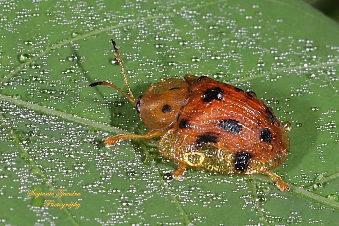 Tortoise beetle, Laccoptera tredecimpunctata, Family Chrysomelidae  Fall,Geotagged,Indonesia,Laccoptera tredecimpunctata
