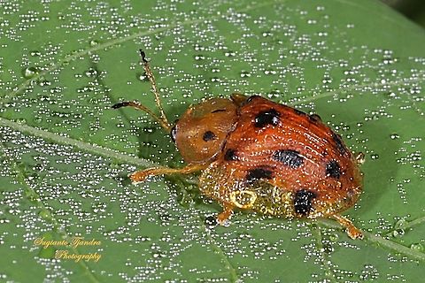 Tortoise beetle, Laccoptera tredecimpunctata, Family Chrysomelidae  Fall,Geotagged,Indonesia,Laccoptera tredecimpunctata