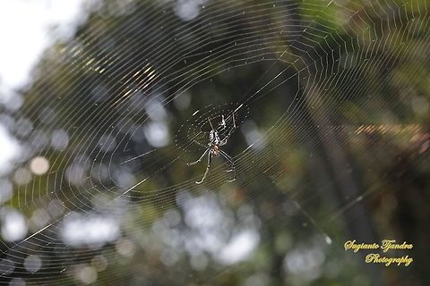 Spider - Longjawed Orb Weaver (Opadometa fastigata)  Fall,Geotagged,Indonesia,Opadometa fastigata,Pear-shaped Leucauge
