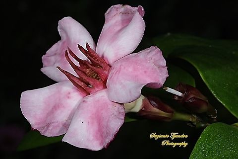 CLIMBING OLEANDER, STROPHANTHUS GRATUS  Fall,Geotagged,Indonesia,Strophanthus gratus