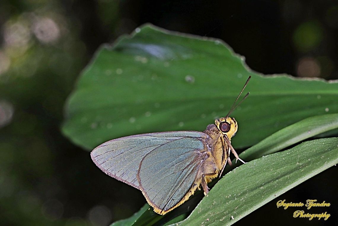 SKIPPER BUTTERFLY, SLATE AWLET, BIBASIS MAHINTHA  Bibasis mahintha,Fall,Geotagged,Indonesia