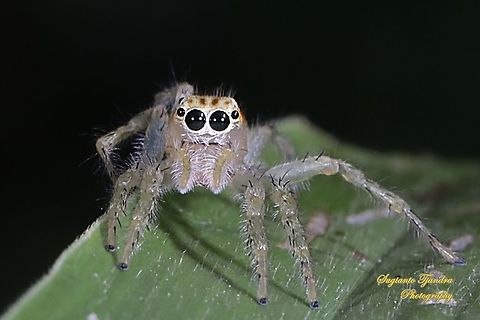 Jumping Spider, Telamonia dimidiata  Fall,Geotagged,Indonesia,Telamonia dimidiata,Two-striped jumper