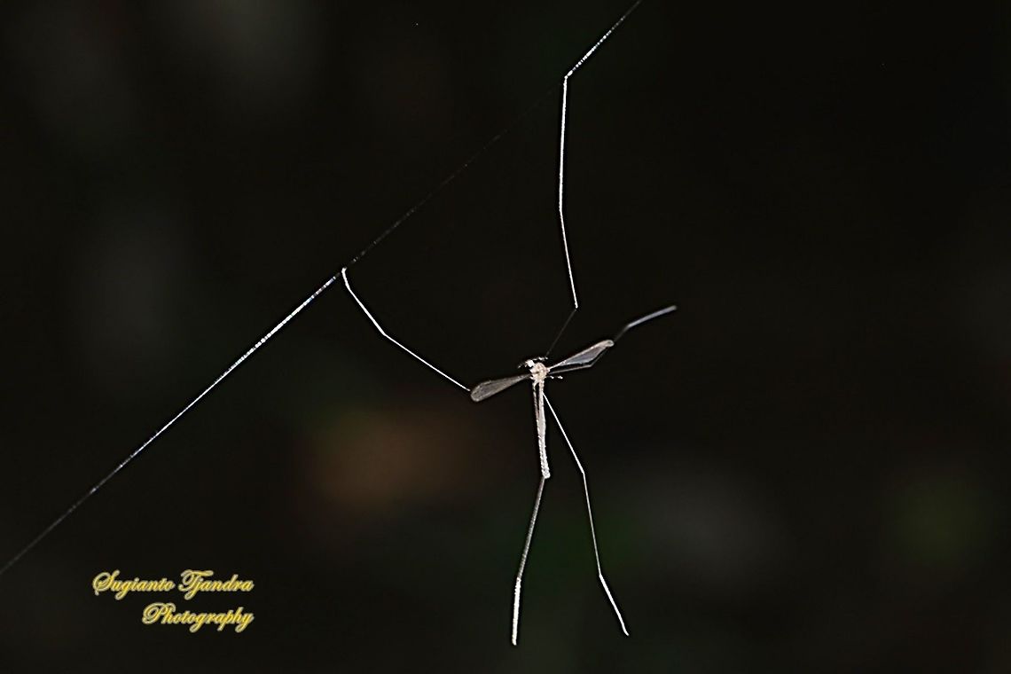 Crane fly, Limoniidae  Fall,Geotagged,Indonesia