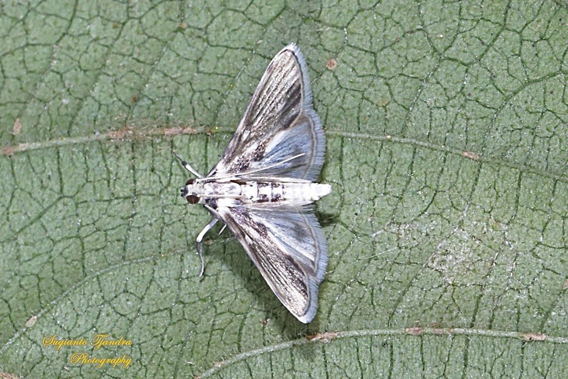 Ravanoa Moth, Ravanoa xiphialis  Fall,Geotagged,Indonesia,Ravanoa,Ravanoa xiphialis