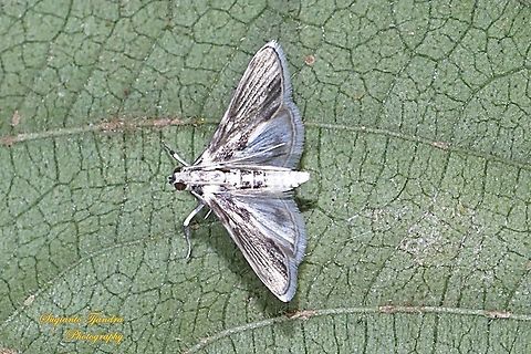 Ravanoa Moth, Ravanoa xiphialis  Fall,Geotagged,Indonesia,Ravanoa,Ravanoa xiphialis