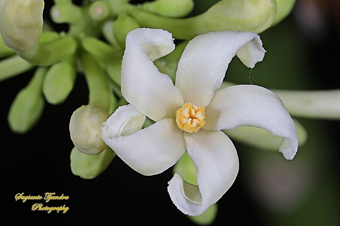 Male papaya flower/Carica papaya, Caricaceae  Carica papaya,Fall,Geotagged,Indonesia,Papaya