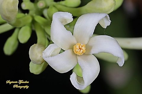 Male papaya flower/Carica papaya, Caricaceae  Carica papaya,Fall,Geotagged,Indonesia,Papaya