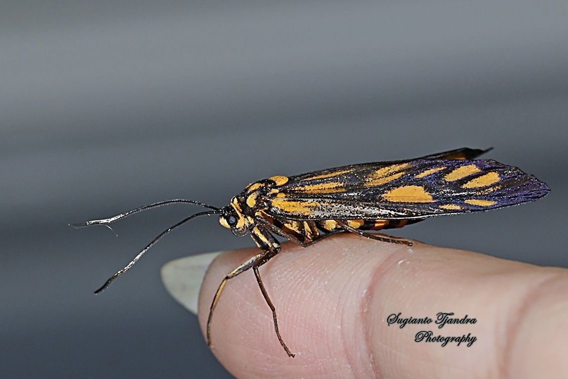 Spotted Tiger Moth, Amata pfeifferae  Fall,Geotagged,Indonesia