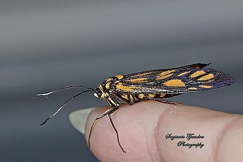 Spotted Tiger Moth, Amata pfeifferae  Fall,Geotagged,Indonesia
