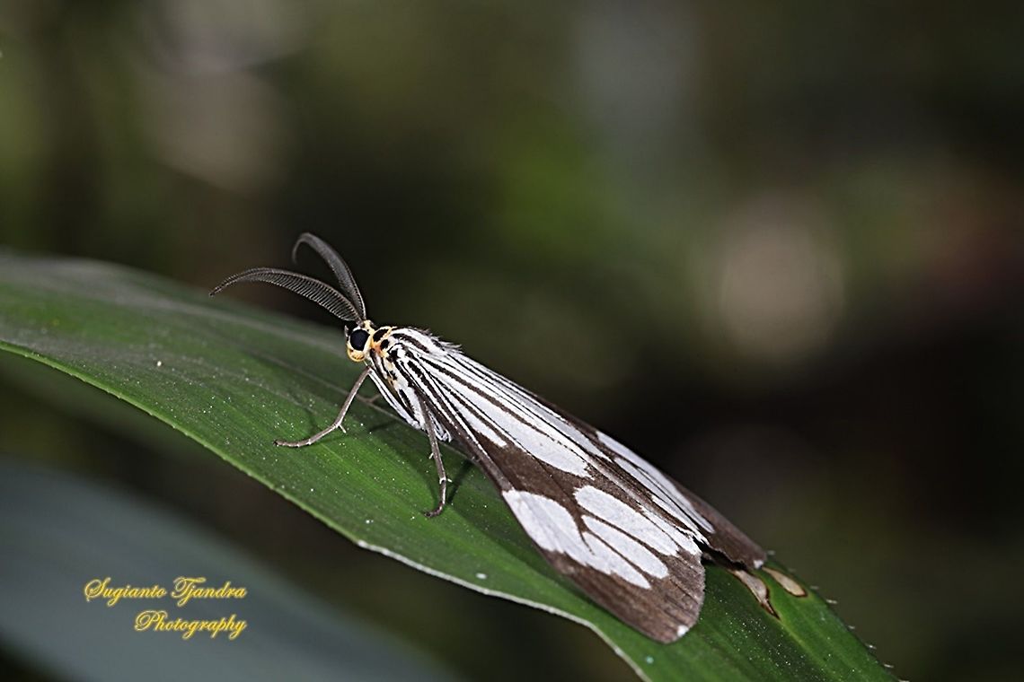 Marbled White Moth/White Tiger Moth, Nyctemera coleta  Fall,Geotagged,Indonesia,Nyctemera coleta,White tiger moth