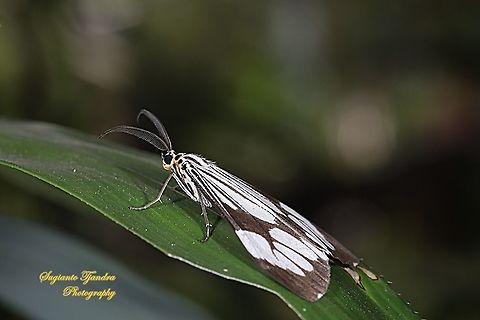 Marbled White Moth/White Tiger Moth, Nyctemera coleta  Fall,Geotagged,Indonesia,Nyctemera coleta,White tiger moth