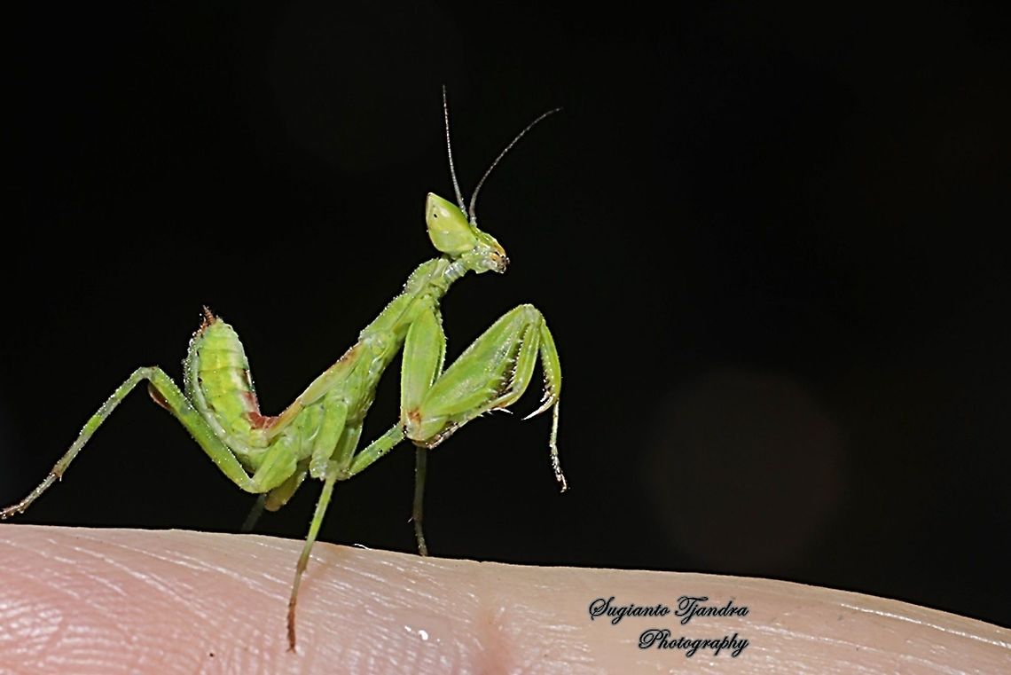 Flower mantis Nymph - Creobroter Sp  Fall,Geotagged,Indonesia