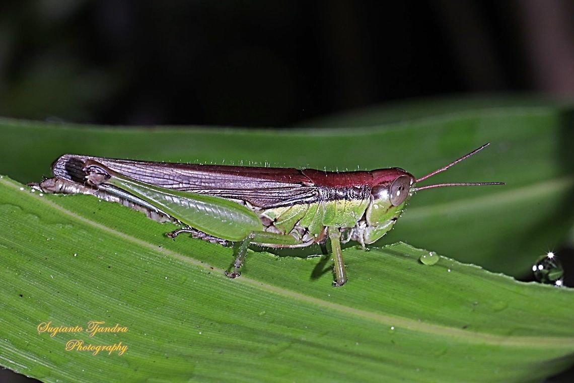 Grasshopper, Oxya chinensis  Fall,Geotagged,Indonesia