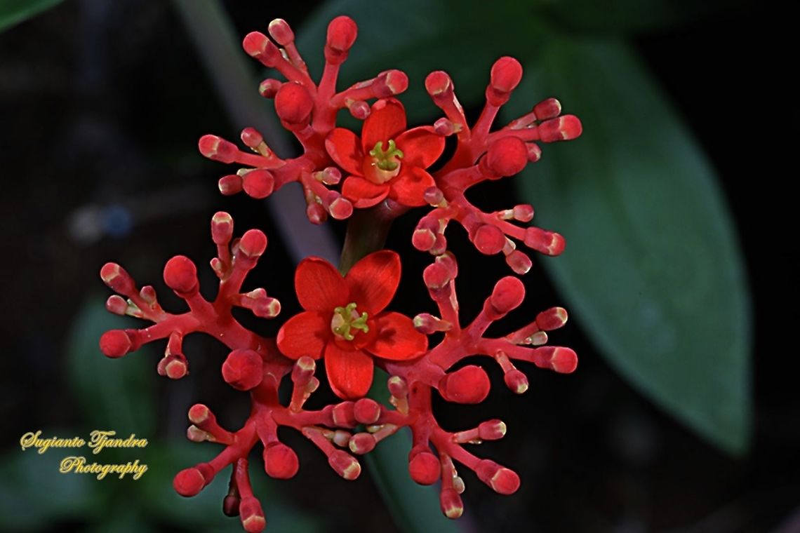 Buddha Belly Plant flower, Jatropha podagrica  Fall,Geotagged,Gout Plant,Indonesia,Jatropha podagrica