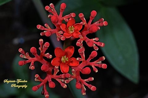 Buddha Belly Plant flower, Jatropha podagrica  Fall,Geotagged,Gout Plant,Indonesia,Jatropha podagrica