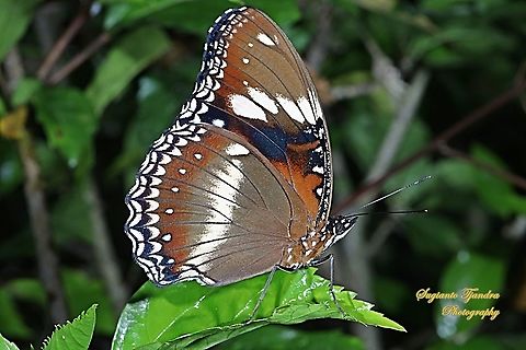 The great eggfly, Hypolimnas bolina bolina  - female Lowerside  Fall,Geotagged,Great eggfly,Hypolimnas bolina,Indonesia