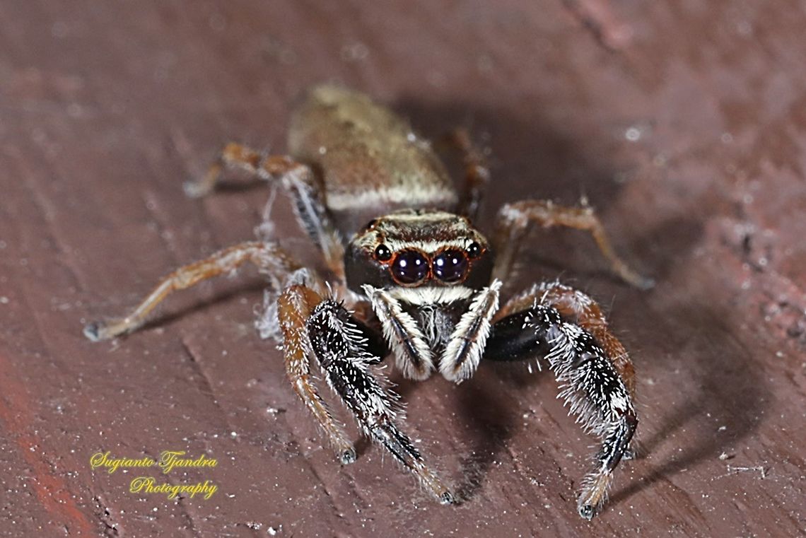 Jumping Spider, Salticidae  Fall,Geotagged,Indonesia