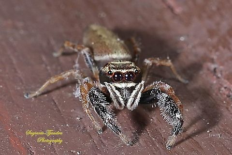 Jumping Spider, Salticidae  Fall,Geotagged,Indonesia