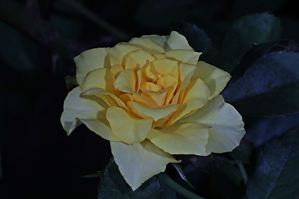 Yellow Rose, Rosaceae  Fall,Geotagged,Indonesia