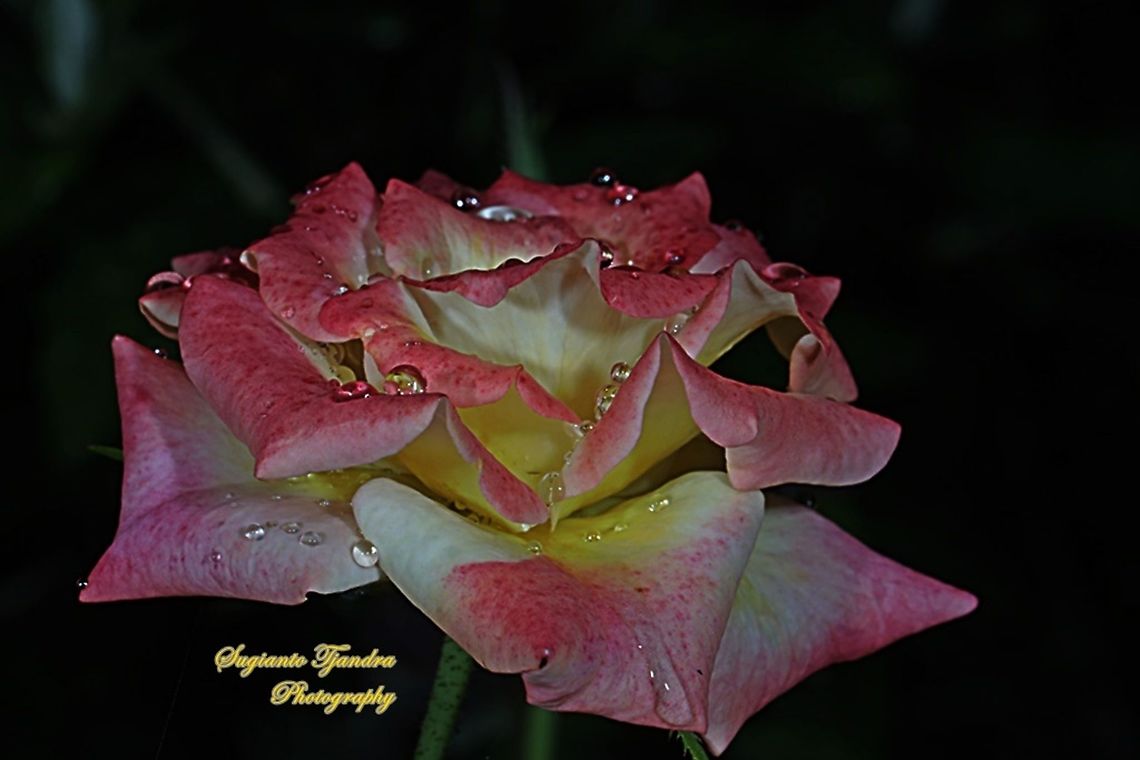 Variegated Rose, Rosaceae  Fall,Geotagged,Indonesia