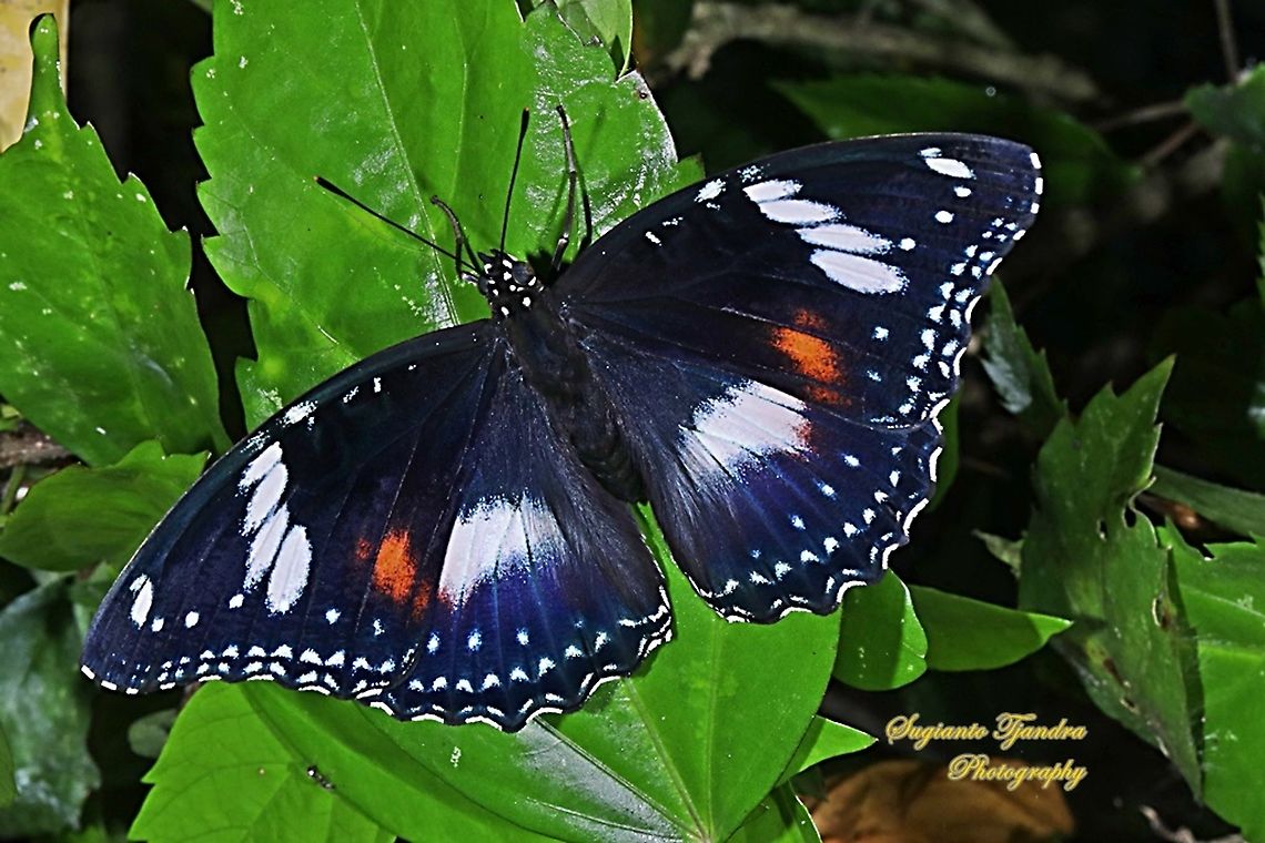The great eggfly, Hypolimnas bolina bolina  - female Upperside  Fall,Geotagged,Great eggfly,Hypolimnas bolina,Indonesia