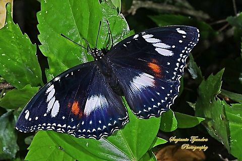 The great eggfly, Hypolimnas bolina bolina  - female Upperside  Fall,Geotagged,Great eggfly,Hypolimnas bolina,Indonesia