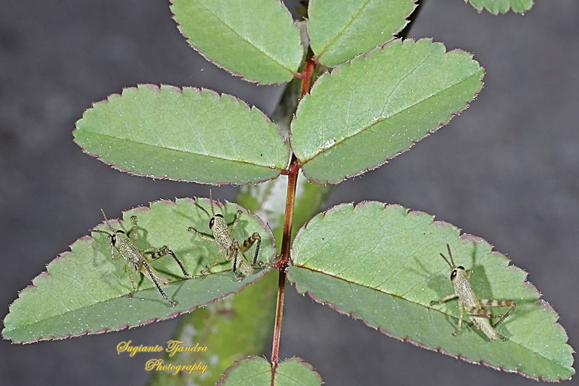 Grasshopper/Locust nymph, Acrididae Sp  Fall,Geotagged,Indonesia