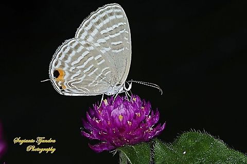 Common cerulean Butterfly (Jamides Celeno), Lycaenidae Sp.  Common cerulean,Fall,Geotagged,Indonesia,Jamides celeno