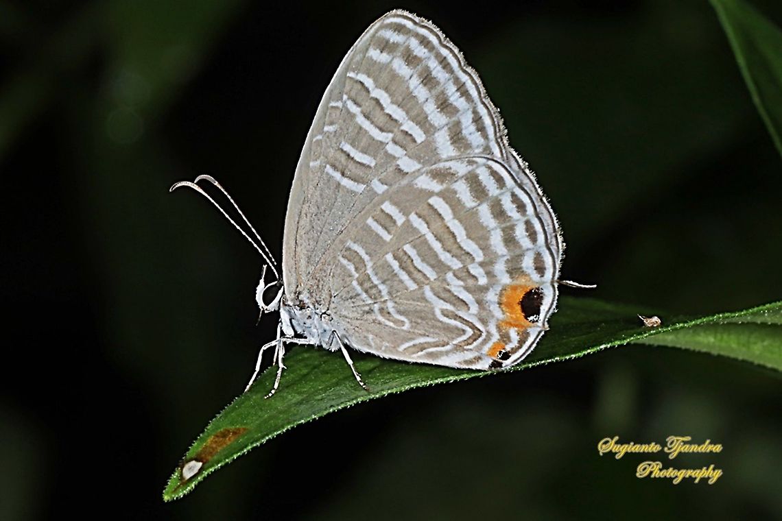 Common cerulean Butterfly (Jamides Celeno), Lycaenidae Sp.  Common cerulean,Fall,Geotagged,Indonesia,Jamides celeno