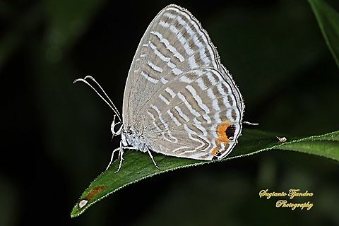 Common cerulean Butterfly (Jamides Celeno), Lycaenidae Sp.  Common cerulean,Fall,Geotagged,Indonesia,Jamides celeno