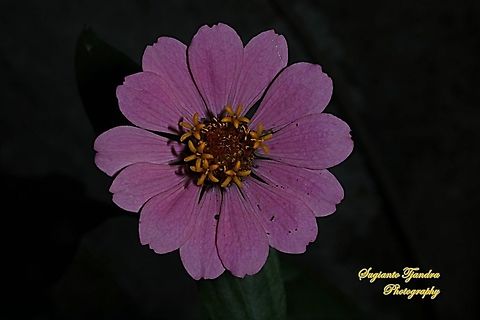 Zinnia flower  Fall,Geotagged,Indonesia