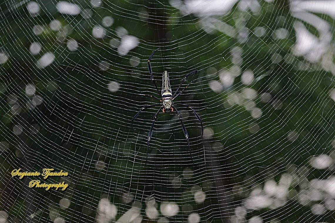 Orb-web spider, Nephila Pilipes  Fall,Geotagged,Indonesia,Nephila pilipes