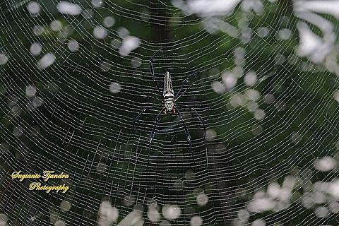 Orb-web spider, Nephila Pilipes  Fall,Geotagged,Indonesia,Nephila pilipes