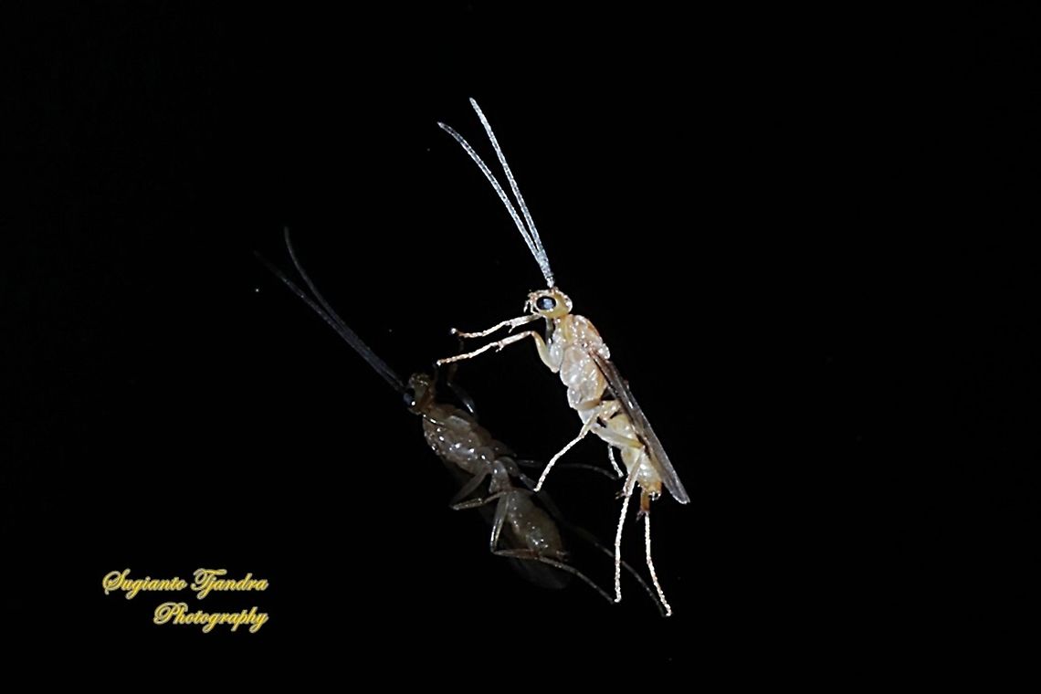 Braconid wasp, Braconidae - "Reflection"  Fall,Geotagged,Indonesia