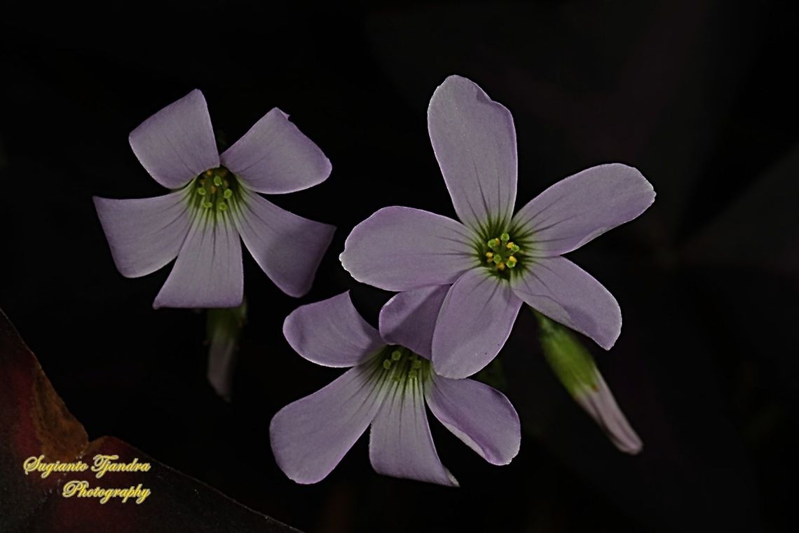 Love Plant flower/Purple Passion, Oxalis triangularis  Fall,False Shamrock,Geotagged,Indonesia,Oxalis triangularis