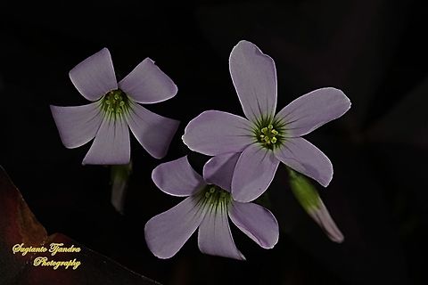 Love Plant flower/Purple Passion, Oxalis triangularis  Fall,False Shamrock,Geotagged,Indonesia,Oxalis triangularis