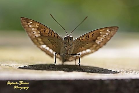 Horsfield's Baron, Java Tanaecia iapis iapis - Lowerside  Fall,Geotagged,Horsfield's Baron,Indonesia,Tanaecia iapis