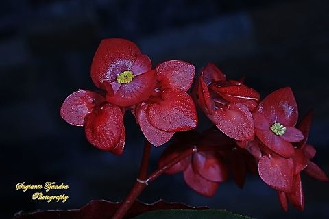 Red Begonia flower, Begoniaceae  Fall,Geotagged,Indonesia