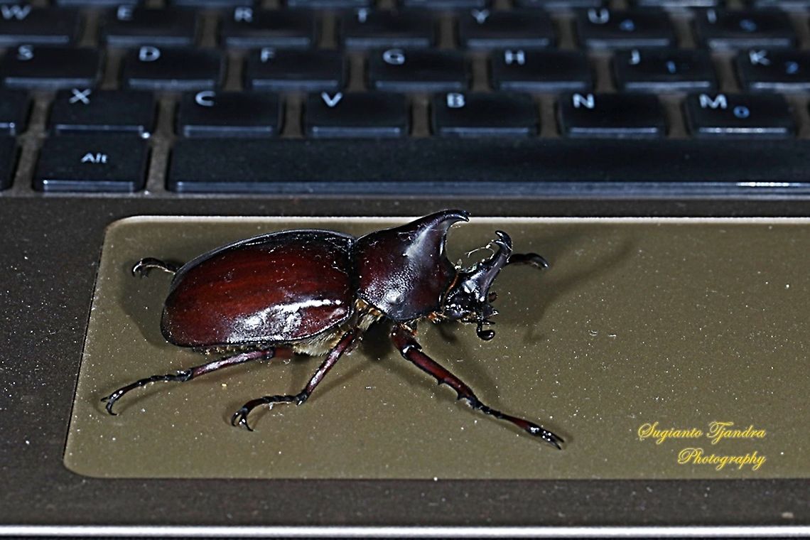 The brown rhinoceros beetle, Xylotrupes gideon  Fall,Geotagged,Indonesia,Siamese rhinoceros beetle,Xylotrupes gideon