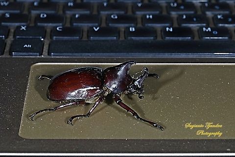 The brown rhinoceros beetle, Xylotrupes gideon  Fall,Geotagged,Indonesia,Siamese rhinoceros beetle,Xylotrupes gideon