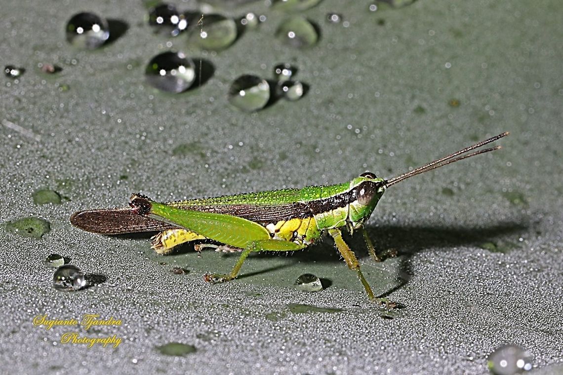 Grasshopper, Oxya chinensis  Fall,Geotagged,Indonesia,Oxya chinensis