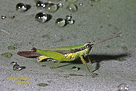 Grasshopper, Oxya chinensis  Fall,Geotagged,Indonesia,Oxya chinensis