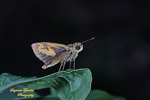 Skipper Butterfly - The Lesser Dart (Potanthus omaha)  Fall,Geotagged,Indonesia,Lesser dart,Potanthus omaha